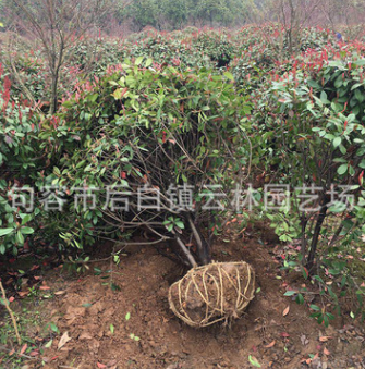 紅葉石楠球 灌木花卉 園林綠化 常綠喬木 水生植物 水生花卉