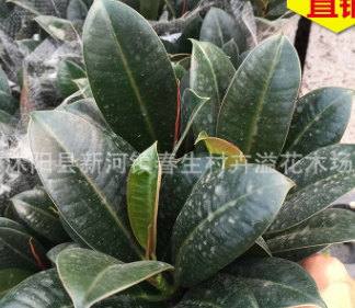 批發(fā)盆景橡皮樹 防輻射黑金剛 吸收新房甲醛 室內(nèi)盆栽 常綠植物