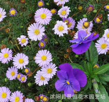 批發(fā)五色菊種子優(yōu)質(zhì)新采草花種子陽臺(tái)室內(nèi)五色菊盆栽 易成活