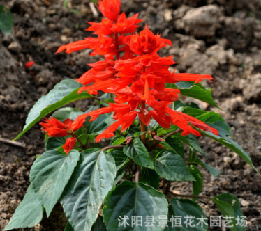 批發(fā)陽(yáng)臺(tái)觀花盆栽一串紅種子優(yōu)質(zhì)草花種子庭院種植花卉四季播種