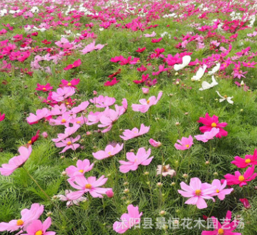 花卉種子批發野花組合種子園林美化野花組合地被花卉綠植發芽率高