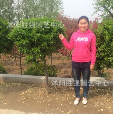 供應冬青樹苗 高桿冬青樹苗圓球型 綠籬 行道樹