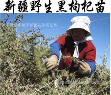 批發正宗野生黑枸杞苗 當年結果食用野生黑枸杞大苗 多分枝包成活