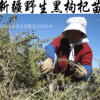 批發(fā)正宗野生黑枸杞苗 當(dāng)年結(jié)果食用野生黑枸杞大苗 多分枝包成活