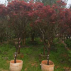 紅楓，苗木基地自產(chǎn)自銷，價格優(yōu)惠，成活率高，園林工程綠植