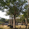 鳳凰木，鳳凰木樹冠寬廣，鳳凰木優(yōu)質(zhì)批發(fā)，福建基地直銷