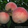 基地批發(fā)果樹嫁接桃樹水蜜桃黃桃多品種南北方種植庭院地栽
