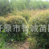 大量出售三角楓，三角楓球量大從優(yōu)物美價(jià)廉歡迎前來(lái)訂購(gòu)