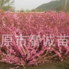 大量供應(yīng)榆葉梅　雙瓣榆葉梅　小桃紅榆葉梅　大墩榆葉梅