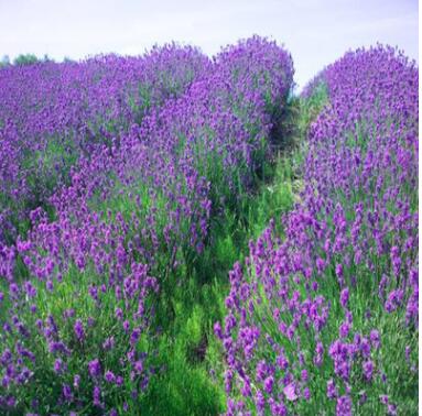 批發(fā)花卉種子 普羅旺斯薰衣草種子guifu人 芳香植物（10-20粒）