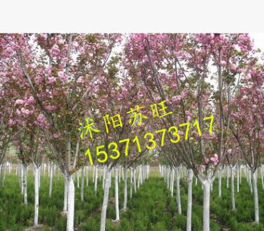 批發(fā)直銷日本櫻花小苗 低價(jià)出售 櫻花種苗 行道樹 工程綠化苗木