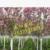 批發直銷日本櫻花小苗 低價出售 櫻花種苗 行道樹 工程綠化苗木