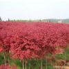 日本紅楓苗批發 園林綠化工程苗 紅楓嫁接樹苗 觀賞紅葉紅楓小苗