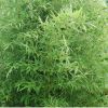 批發綠化苗供應直徑1-5cm早園竹 耐寒性強 對土要求不嚴 喜光耐陰