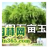 白玉蘭