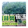 黃櫨