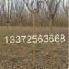 基地直銷各種規格工程綠化 紅火箭紫薇樹品種齊全大量供應