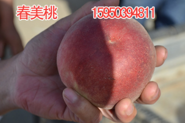 江蘇淮安供應優質春美桃苗木