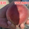 江蘇淮安供應(yīng)優(yōu)質(zhì)春美桃苗木