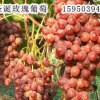 圣誕玫瑰葡（秋紅）