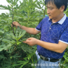 圣海園藝場基地大量批發布蘭瑞克無花果苗當年結果效益可觀