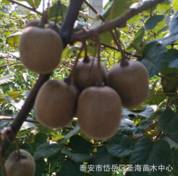 獼猴桃苗基地大量批發(fā)，獼猴桃苗現(xiàn)挖現(xiàn)賣，山東泰安獼猴桃苗基地