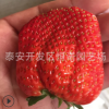 妙香7號草莓苗 章姬草莓苗 個頭大甜查理草莓苗基地批發