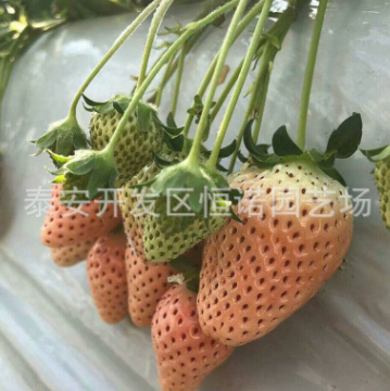 基地批發根系發達現挖現賣天使8號草莓苗 果大肉多的天仙醉草莓苗