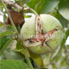 香玲核桃苗 四川基地嫁接果樹(shù)苗 薄皮核桃苗 南方核桃苗