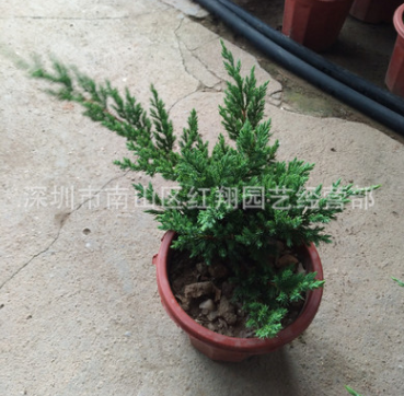鋪地柏伏地柏 綠化樹 花卉基地直供伏地柏樹