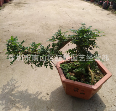 造型胡椒木清香木 廣州花卉盆栽基地自產自銷 清香木胡椒木