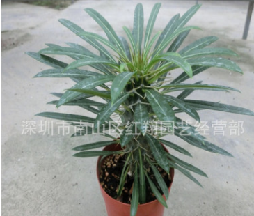 霸王樹 基地自產直銷綠植多肉盆栽植物非洲霸王樹