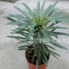 霸王樹 基地自產直銷綠植多肉盆栽植物非洲霸王樹