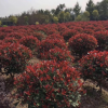基地批發(fā)紅葉石楠球紅繼木球金邊黃楊球金葉女貞球