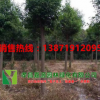 批發(fā)6 8 10 12公分香樟樹樟樹行道樹庭院樹移栽香樟樹全冠香樟樹
