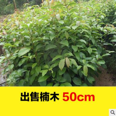 江西南方苗圃供應金絲楠木樹苗 楨楠苗 名貴樹苗工程綠化苗批發(fā)