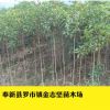 四季常青桂花苗 綠化苗木 植物盆栽花卉桂花樹苗