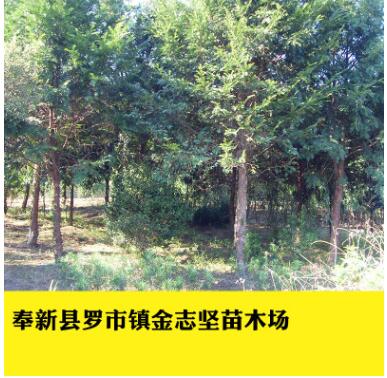 供應多規格紅豆杉杯苗 南方紅豆杉植物 基地批發植物園林綠化樹