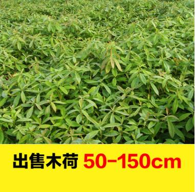大量現貨優質木荷樹苗批發 各種規格木荷高度50-150園林綠化苗木