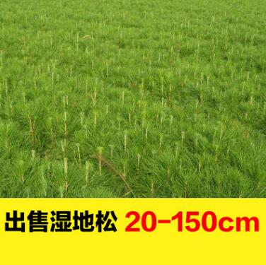 大量現貨濕地松樹苗 批發大型基地苗木植樹選林專用濕地松特價