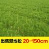 大量現貨濕地松樹苗 批發大型基地苗木植樹選林專用濕地松特價