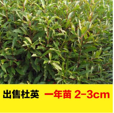 大量現貨尖葉杜英樹苗批發 0.50---2.50m杜英小苗 綠化景觀苗木