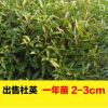 大量現貨尖葉杜英樹苗批發 0.50---2.50m杜英小苗 綠化景觀苗木