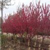 基地直銷紅葉碧桃 工程綠化苗木 庭院觀賞花卉 規格齊全