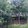 農家直銷欏木石楠 高品質欏木石楠 工程苗木欏木石楠 價格實惠