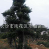 湖南基地直銷 造型杜英古樁 規(guī)格齊全