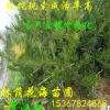 批發(fā)羅漢松樹/綠化苗木/農(nóng)戶自家花場(chǎng)種植的羅漢松價(jià)格 觀葉植物