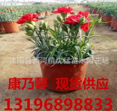 康乃馨盆栽花苗 帶花苞綠植物花卉 四季多年生室內(nèi)茉莉花 長壽花