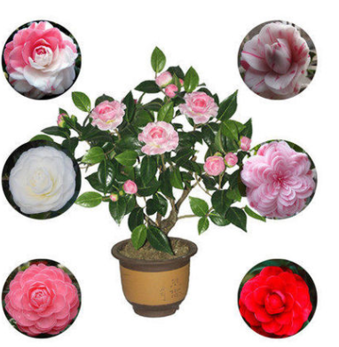 茶花苗帶花苞盆栽四季綠植花卉山茶花大苗當(dāng)年開花十八學(xué)士包郵