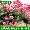 基地供應樹狀月季大花月季樹獨桿月季 樹樁月季 規格齊全量大優惠